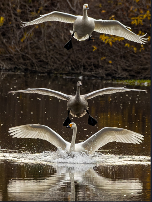 アリーエルマ賞